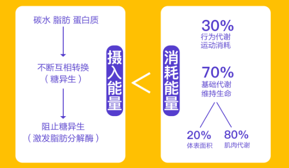 科学减脂告诉你有什么饮食细节? 科学减脂告诉你有什么饮食细节?